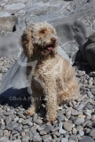 Cockerpoo