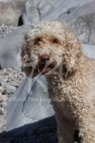 Cockerpoo