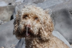 Cockerpoo