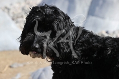 Cockerpoo