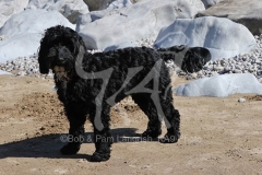 Cockerpoo