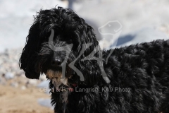 Cockerpoo