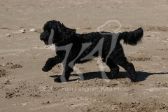 Cockerpoo