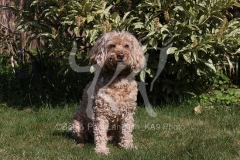 Cockerpoo