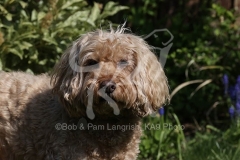 Cockerpoo