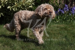Cockerpoo