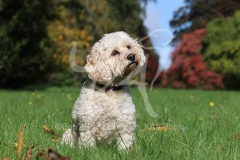 Cockerpoo