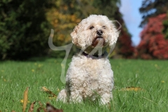 Cockerpoo