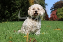 Cockerpoo