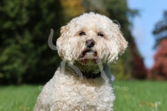 Cockerpoo