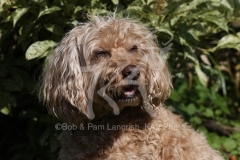 Cockerpoo