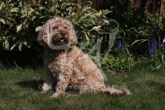 Cockerpoo