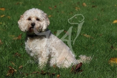 Cockerpoo