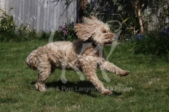 Cockerpoo