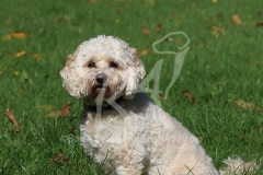Cockerpoo