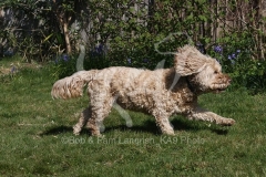 Cockerpoo