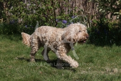Cockerpoo