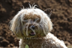 Cockerpoo