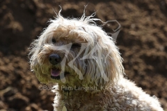 Cockerpoo