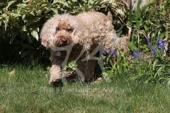 Cockerpoo
