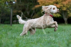 Cockerpoo