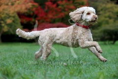 Cockerpoo