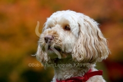 Cockerpoo
