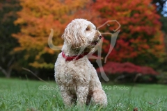 Cockerpoo