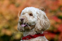 Cockerpoo