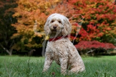 Cockerpoo
