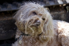Cockerpoo
