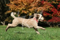 Cockerpoo