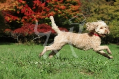 Cockerpoo