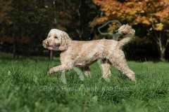 Cockerpoo