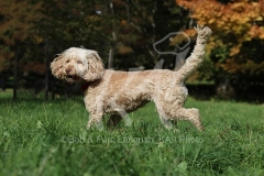 Cockerpoo
