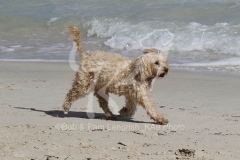 Cockerpoo