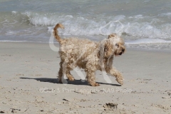 Cockerpoo