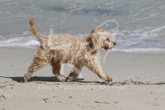 Cockerpoo