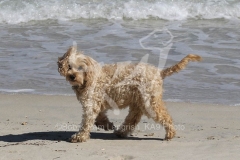 Cockerpoo