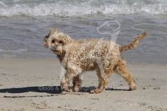 Cockerpoo