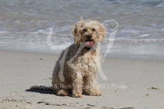 Cockerpoo