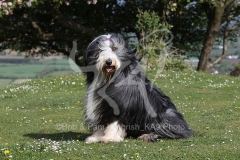 Collie - Bearded