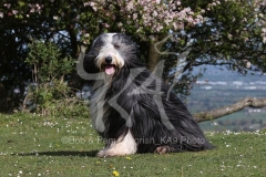 Collie - Bearded
