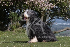 Collie - Bearded