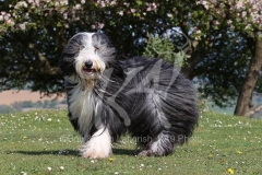Collie - Bearded