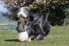 Collie - Bearded