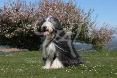 Collie - Bearded