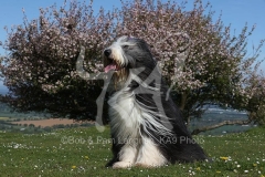 Collie - Bearded