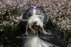 Collie - Bearded