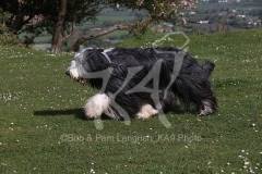 Collie - Bearded